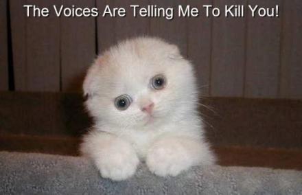 voices-kitten.jpg?w=535